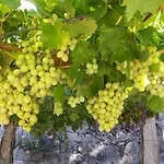 Quinta Da Teimosa Κατάλυμα σε φάρμα