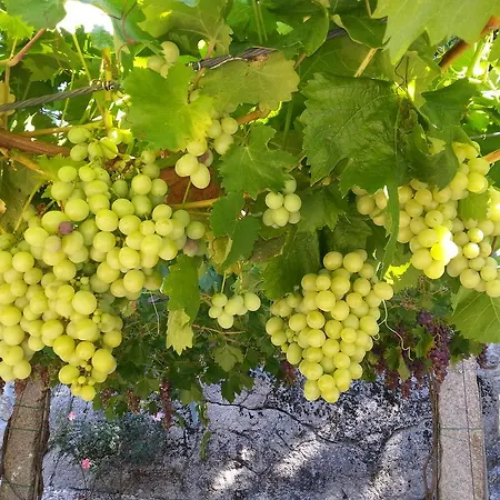 Quinta Da Teimosa ファームステイ