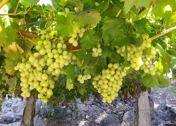 Quinta Da Teimosa Alloggio per agriturismo